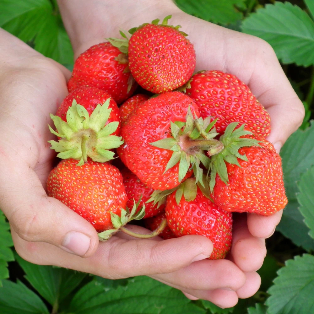 5 Everbearing Strawberry Plants - Bare Root Day Neutral Variety - Image 1