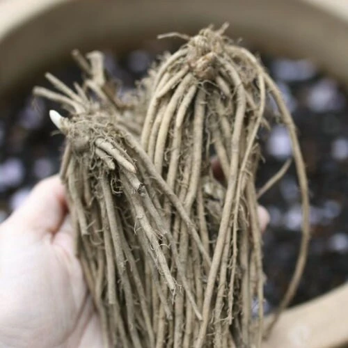 5 Purple Pacific Asparagus Crowns - 2 Year Bare Root Plants - Zones 3-10 - Image 11