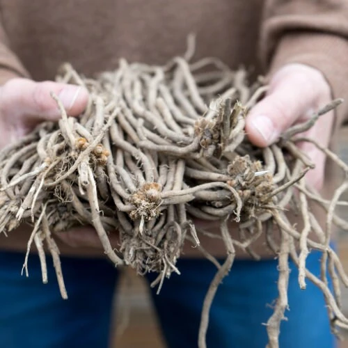 5 Purple Pacific Asparagus Crowns - 2 Year Bare Root Plants - Zones 3-10 - Image 12