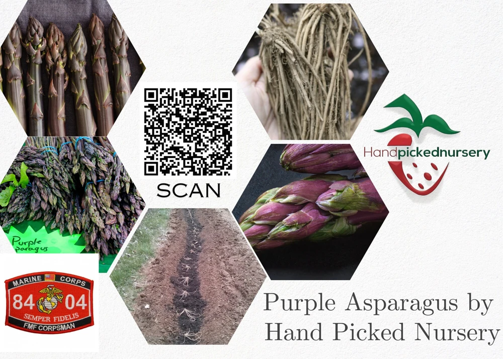 5 Purple Pacific Asparagus Crowns - 2 Year Bare Root Plants - Zones 3-10 - Image 14