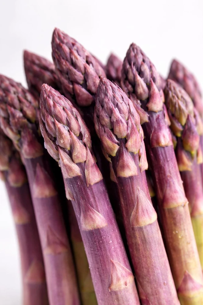 5 Purple Pacific Asparagus Crowns - 2 Year Bare Root Plants - Zones 3-10 - Image 1