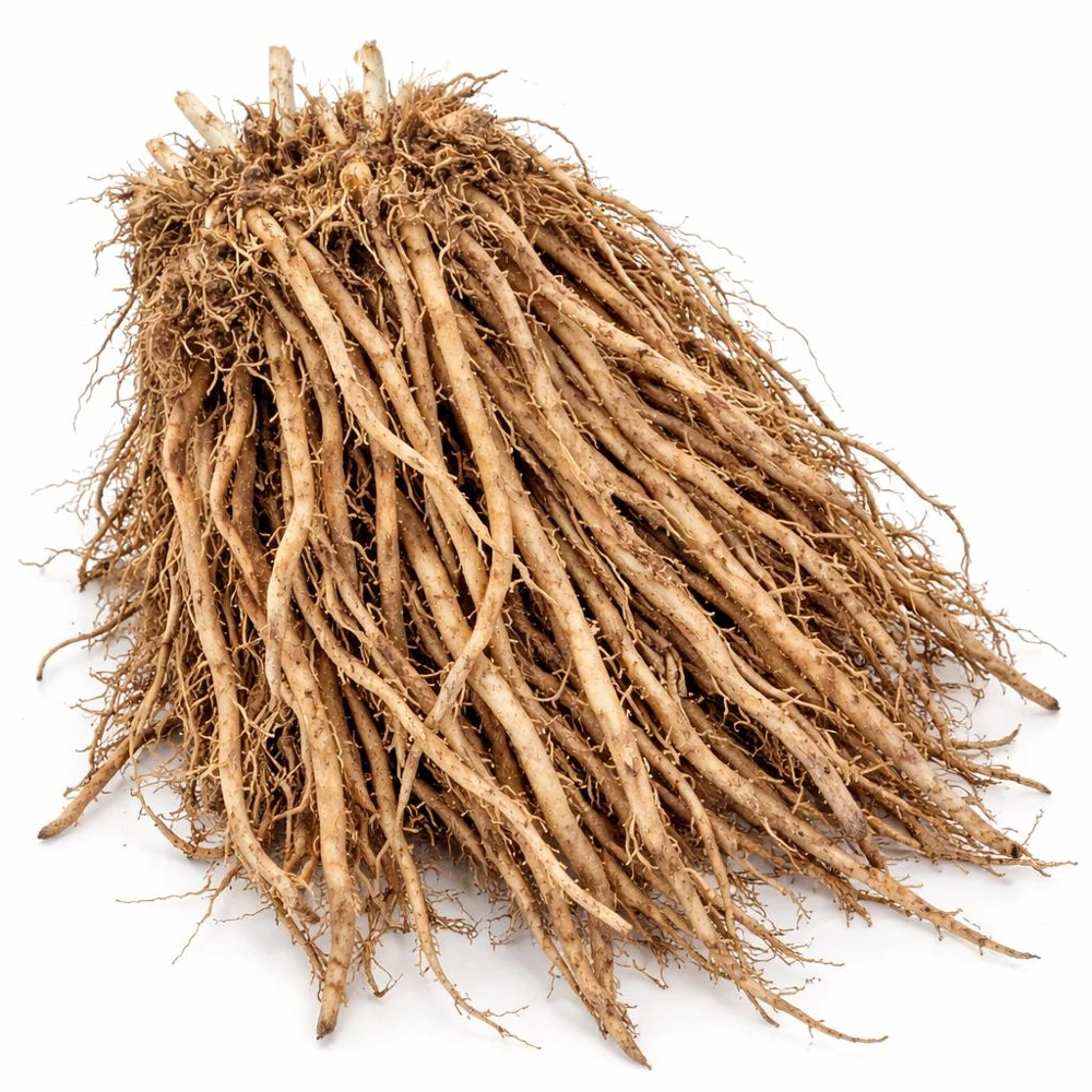 5 Purple Pacific Asparagus Crowns - 2 Year Bare Root Plants - Zones 3-10 - Image 7