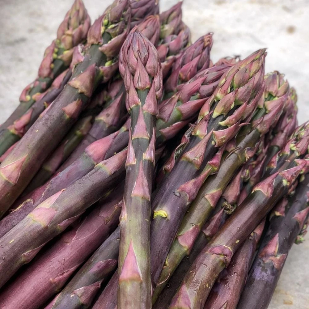 5 Purple Pacific Asparagus Crowns - 2 Year Bare Root Plants - Zones 3-10 - Image 8