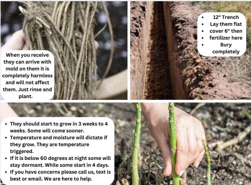 5 Purple Pacific Asparagus Crowns - 2 Year Bare Root Plants - Zones 3-10 - Image 9