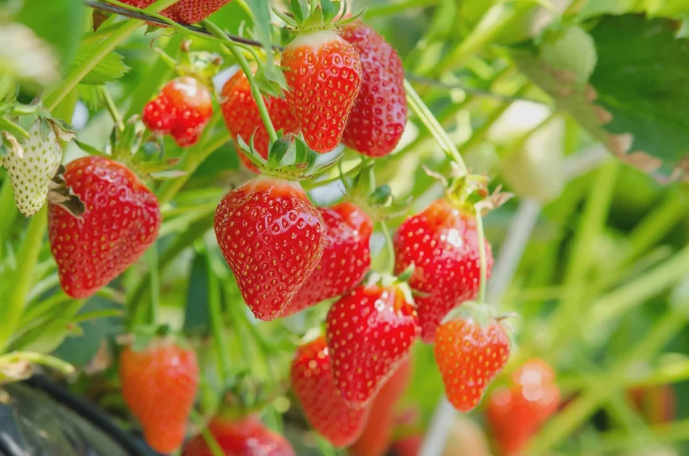 5 Quinault Strawberry Bare Roots – Everbearing Strawberry Plants for Home Garden - Image 1