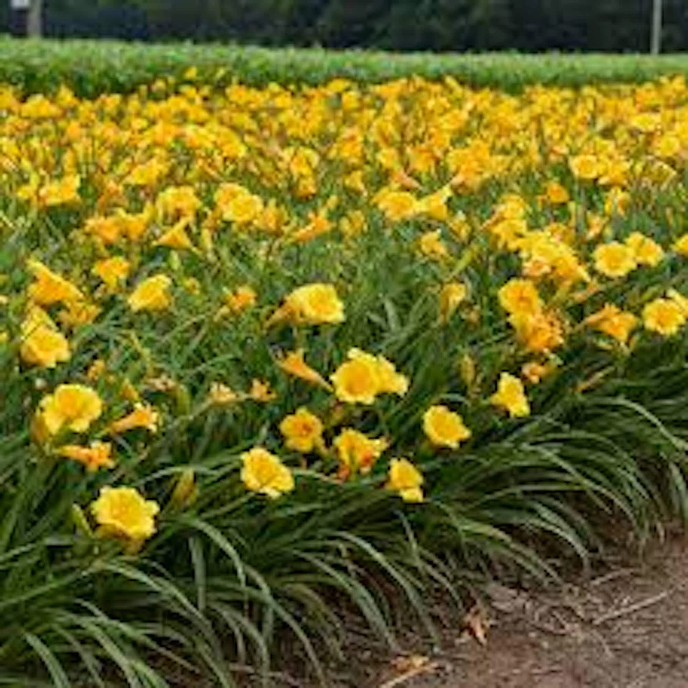 5 Stella de Oro Daylily Bare Root Plants – Golden Yellow Reblooming Perennials Outdoor - Image 1