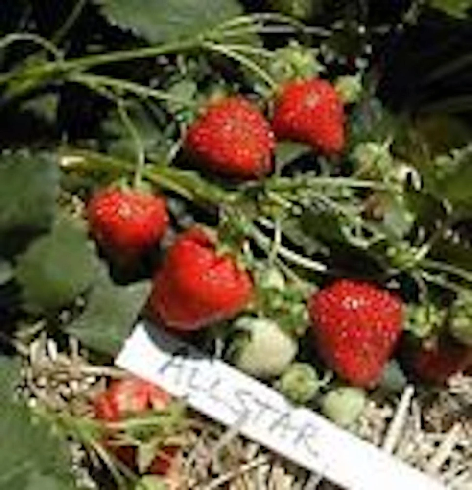 50 Allstar Junebearing Strawberry Plants – Fragaria × ananassa Perennial Fruit - Image 1