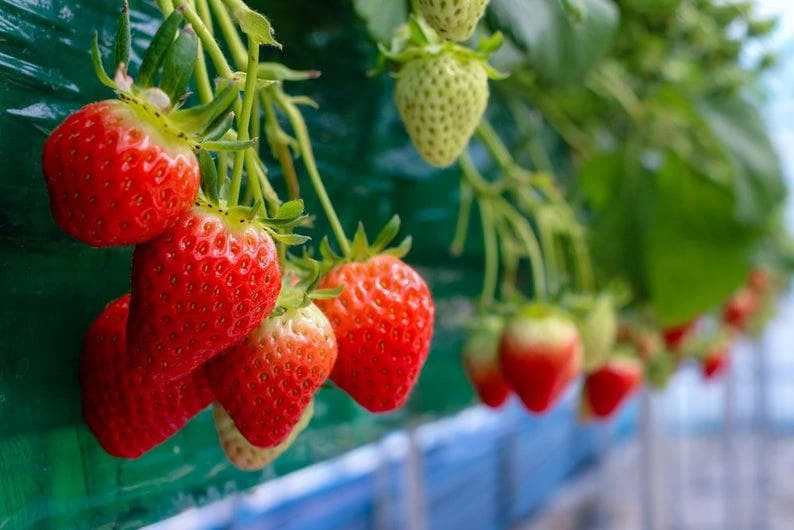 50 Fort Laramie Strawberry Bare Roots – Everbearing, Cold Hardy, USDA Zones 3-9 - Image 1