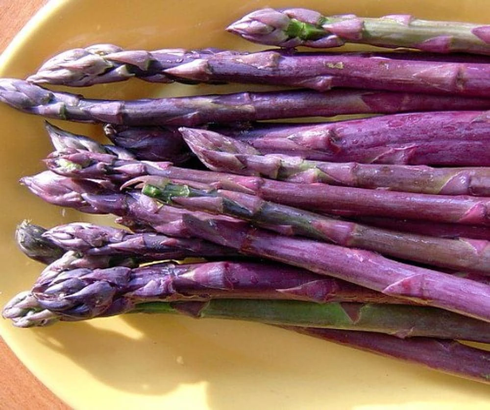 50 Purple Passion Asparagus Bare Roots - Asparagus officinalis - Perennial - Image 1