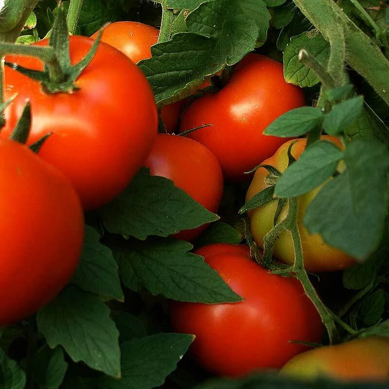 Abe Lincoln Tomato Seeds - Heirloom Large Round Red Tomatoes for Outdoor Gardening - Image 1