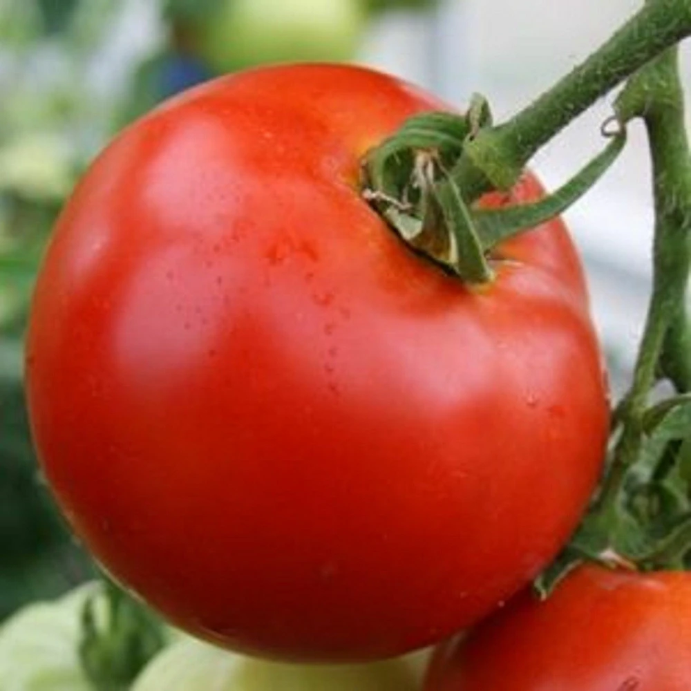 Abe Lincoln Tomato Seeds - Large Round Red Heirloom Tomato (30 Seeds) - Outdoor - Image 1