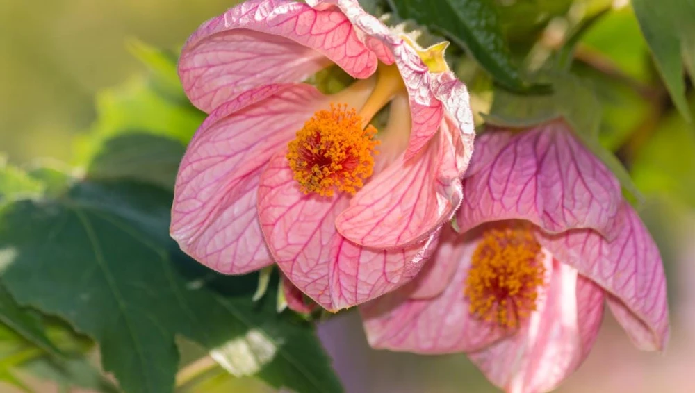 Abutilon Pink Live Plant - 4-6" Tall - Ship no pot - Bell Hibiscus - Tropical Flowering Houseplant for Garden & Patio - Image 2