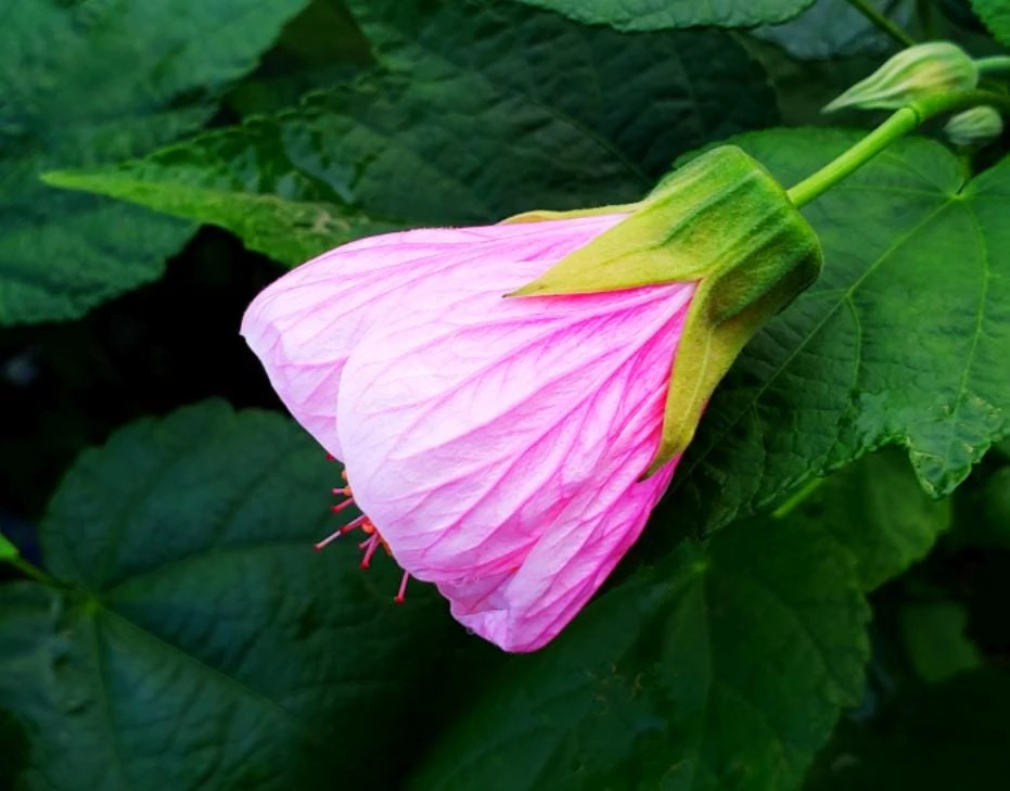 Abutilon Pink Live Plant - 4-6" Tall - Ship no pot - Bell Hibiscus - Tropical Flowering Houseplant for Garden & Patio - Image 3