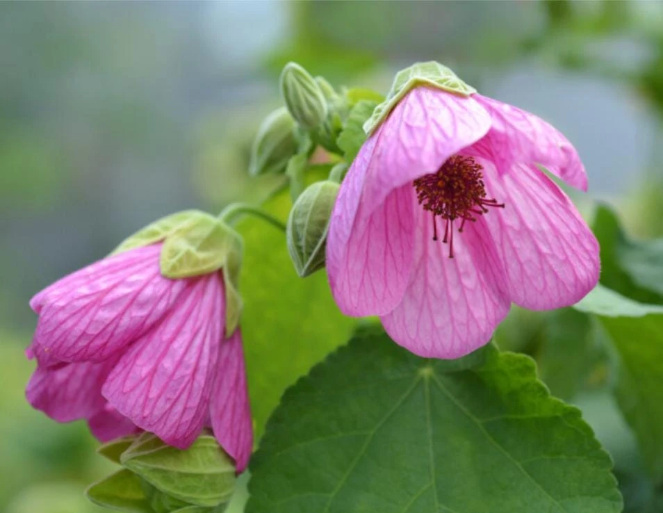 Abutilon Pink Live Plant - 4-6" Tall - Ship no pot - Bell Hibiscus - Tropical Flowering Houseplant for Garden & Patio - Image 1