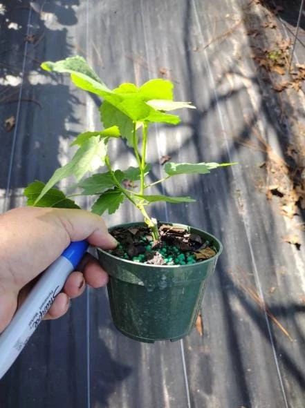 Abutilon Pink Live Plant - 4-6" Tall - Ship no pot - Bell Hibiscus - Tropical Flowering Houseplant for Garden & Patio - Image 4