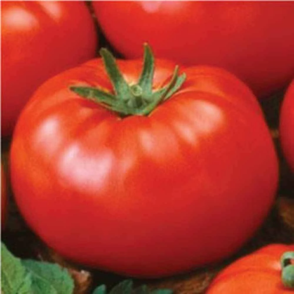 Ace 55 Tomato Seeds - Low Acidity Heirloom Tomato Seeds for Outdoor Gardens - Image 2
