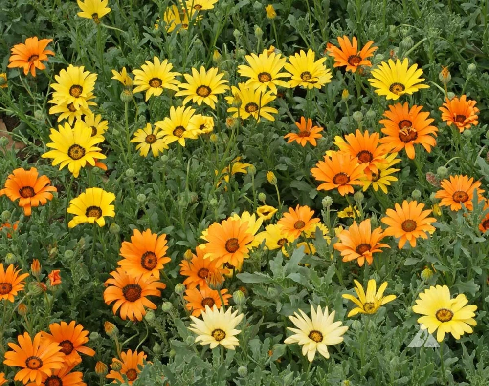 African Daisy Seeds - Dimorphotheca sinuata - Annual Flower Seeds - Full Sun - Image 2