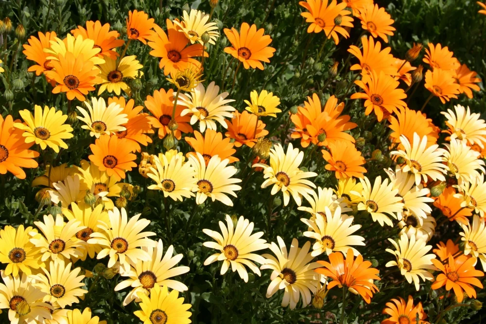 African Daisy Seeds - Dimorphotheca sinuata - Annual Flower Seeds - Full Sun - Image 1