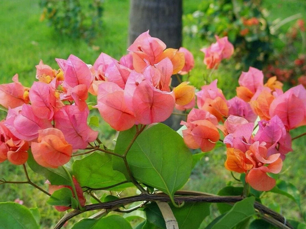 After Glow Bougainvillea Live Plant - 4-6" Tall - Ship No Pot - Bougainvillea spectabilis - Tropical Flowering Vine for Garden & Containers - Image 1