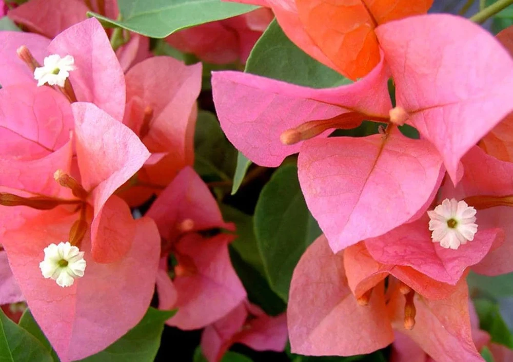After Glow Bougainvillea Live Plant - 4-6" Tall - Ship No Pot - Bougainvillea spectabilis - Tropical Flowering Vine for Garden & Containers - Image 2