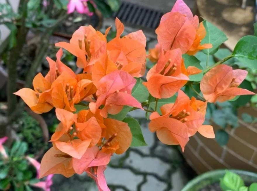 After Glow Bougainvillea Live Plant - 4-6" Tall - Ship No Pot - Bougainvillea spectabilis - Tropical Flowering Vine for Garden & Containers - Image 3
