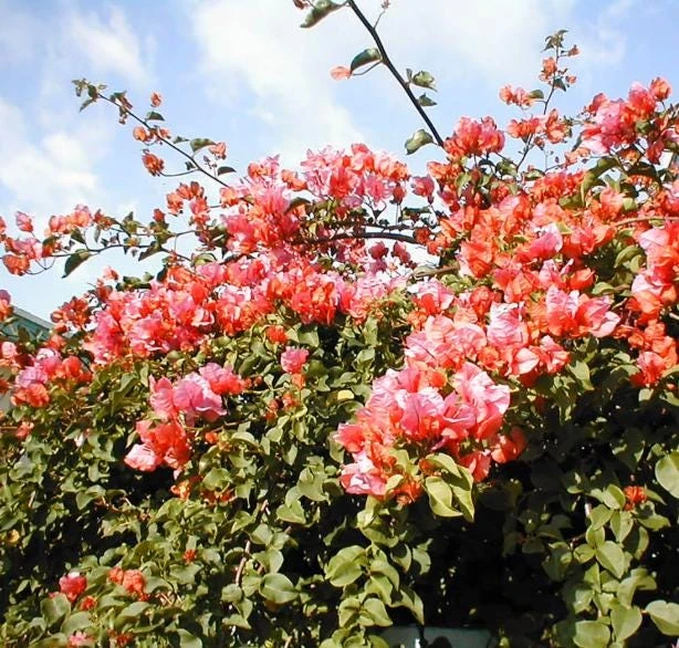 After Glow Bougainvillea Live Plant - 4-6" Tall - Ship No Pot - Bougainvillea spectabilis - Tropical Flowering Vine for Garden & Containers - Image 4