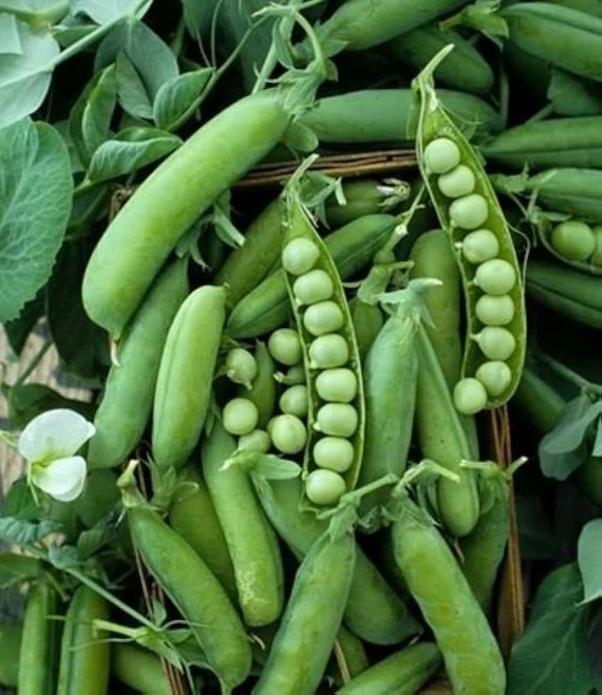 Alaska Pea Seeds - Heirloom Shelling Pea - Earliest of All - Annual - Outdoor - Image 1