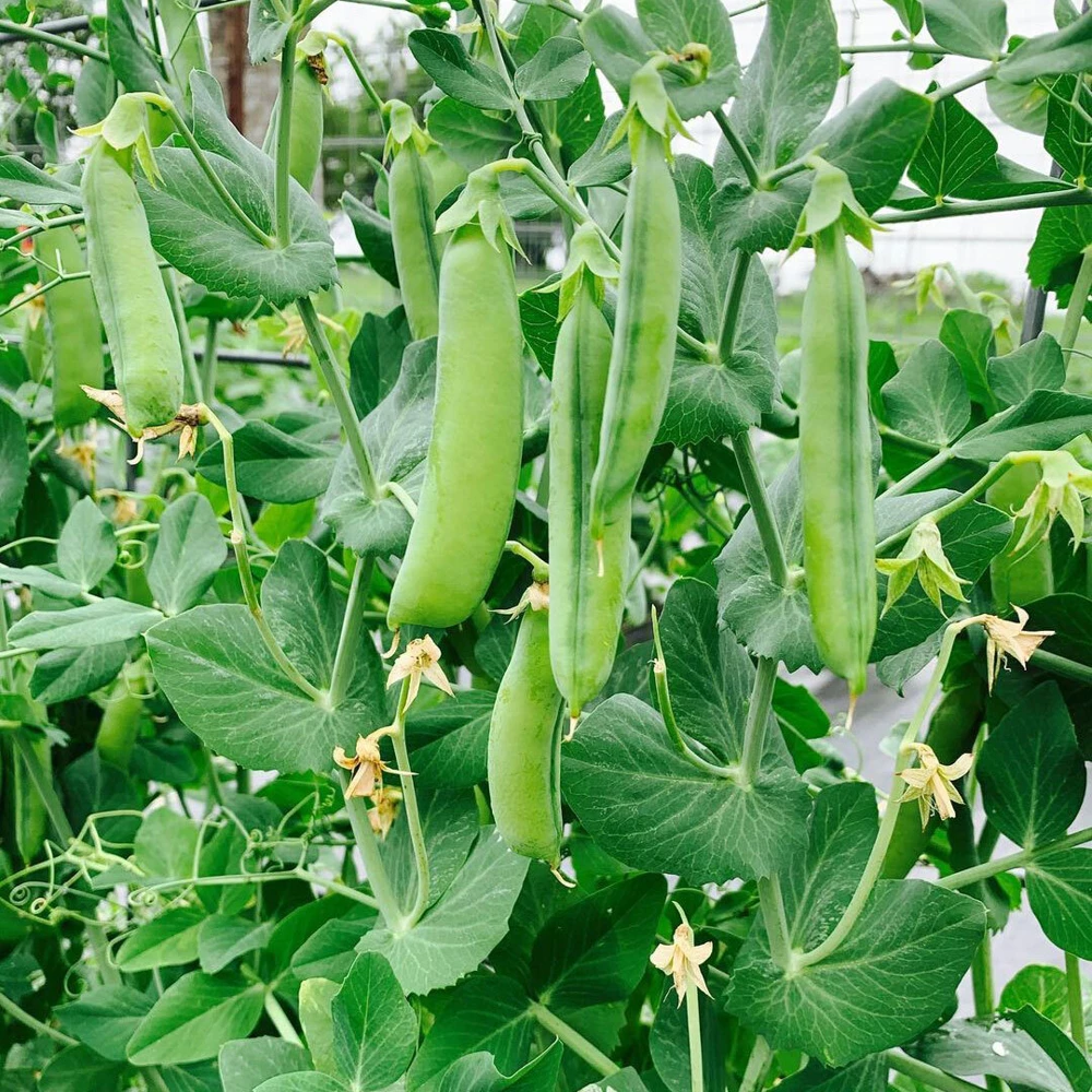 Alaska Pea Seeds - Heirloom Shelling Pea - Earliest of All - Annual - Outdoor - Image 2