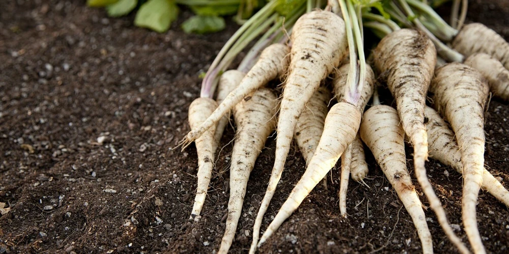 All American Parsnip Seeds - Sweet, Rich Flavor, Easy to Grow Vegetable Seeds - Image 1