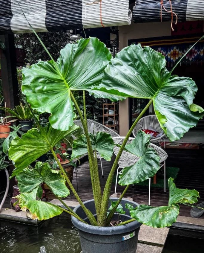 Alocasia Stingray Live Plant - 4-8" Tall - Ship No Pot - Alocasia macrorrhizos - Rare Tropical Foliage Houseplant - Image 1