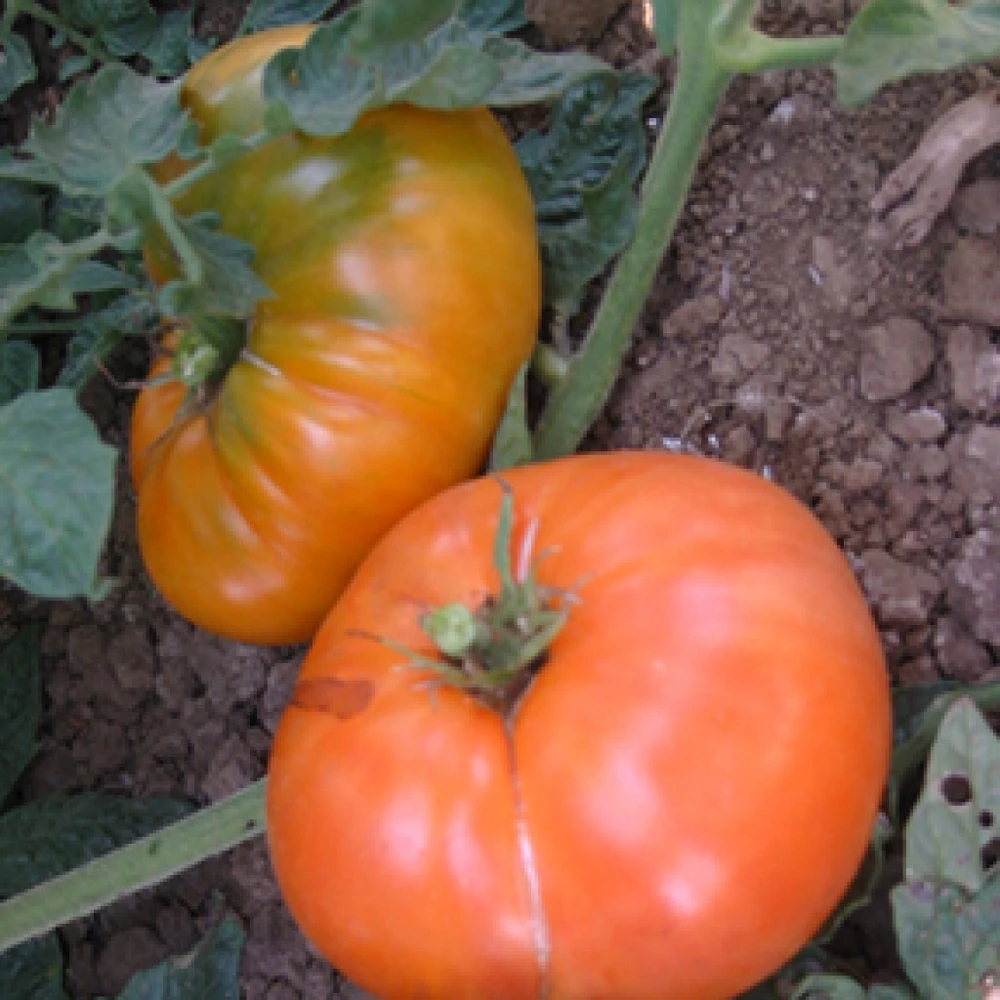 Amana Orange Tomato Seeds - 30 Seeds, Large Beefsteak, Rare, Outdoor - Image 1