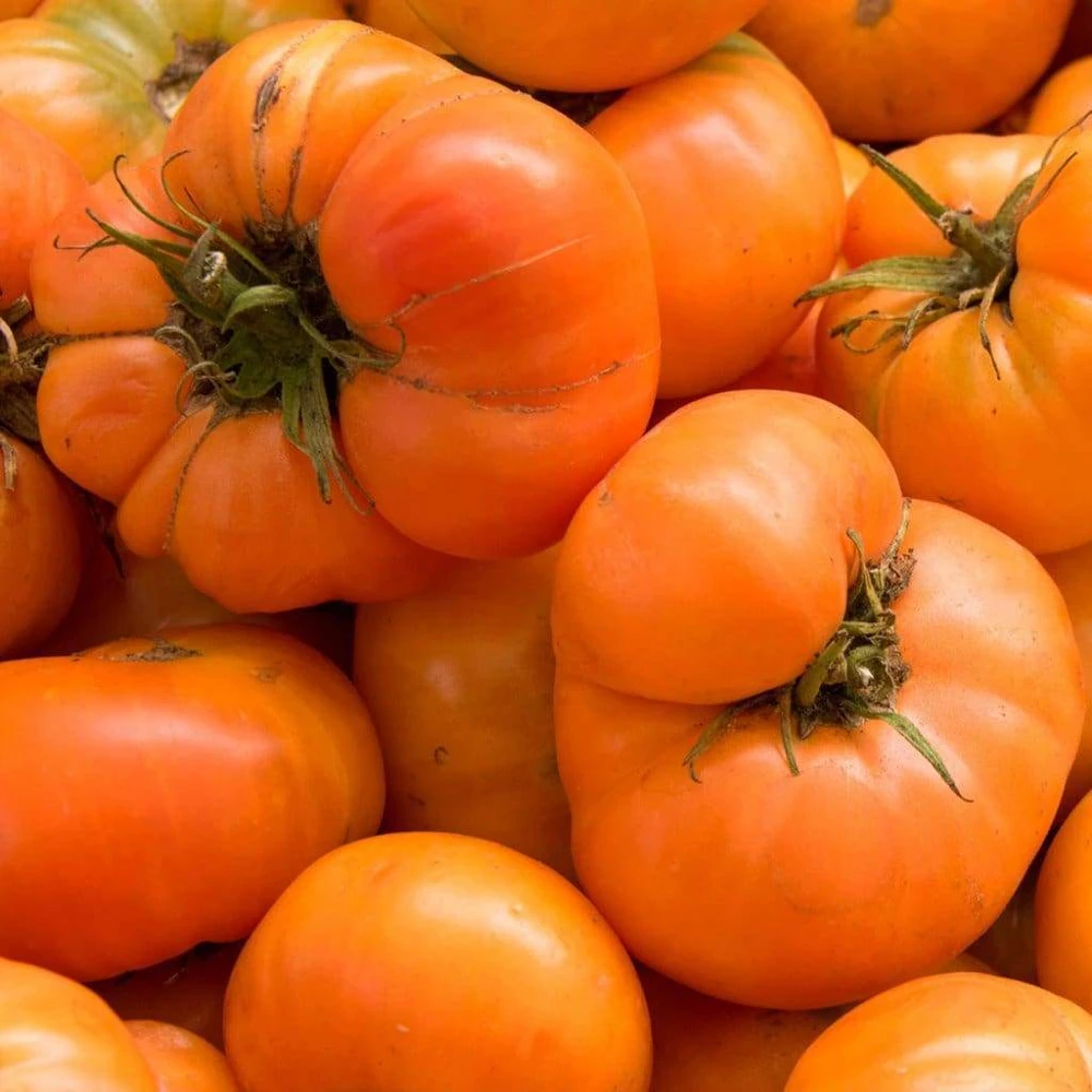 Amana Orange Tomato Seeds - Large Beefsteak Heirloom, Climbing, Outdoor - Image 1