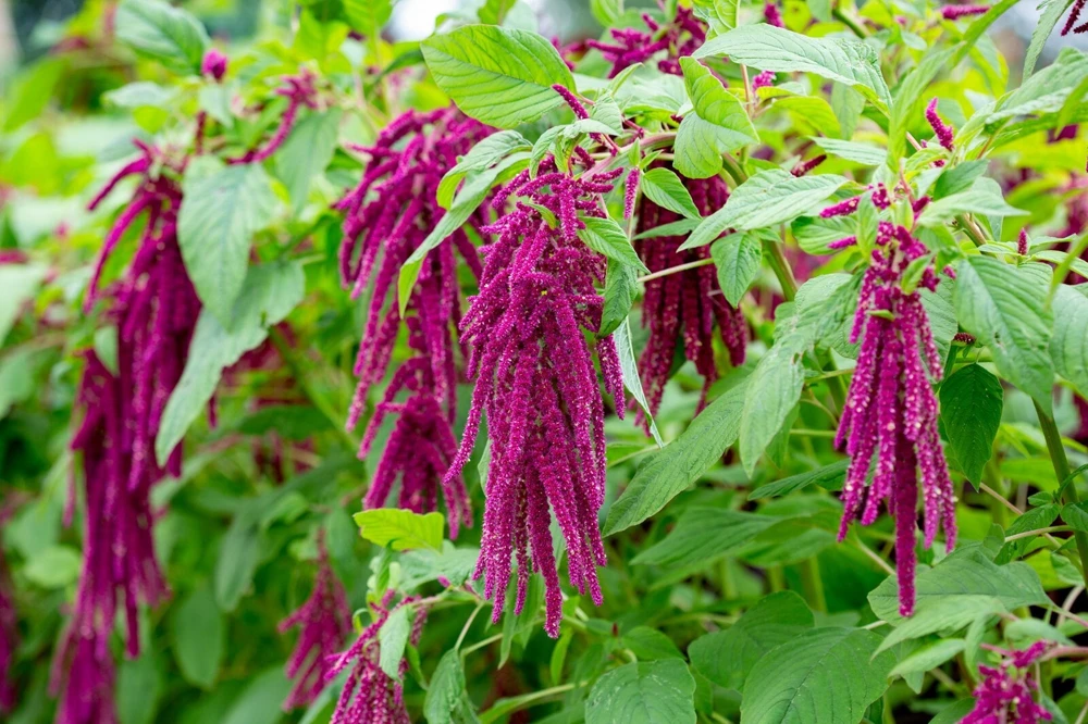Amaranth Love Lies Bleeding Flower Seeds - Red Tassel Flower, Annual, Indoor/Outdoor - Image 2