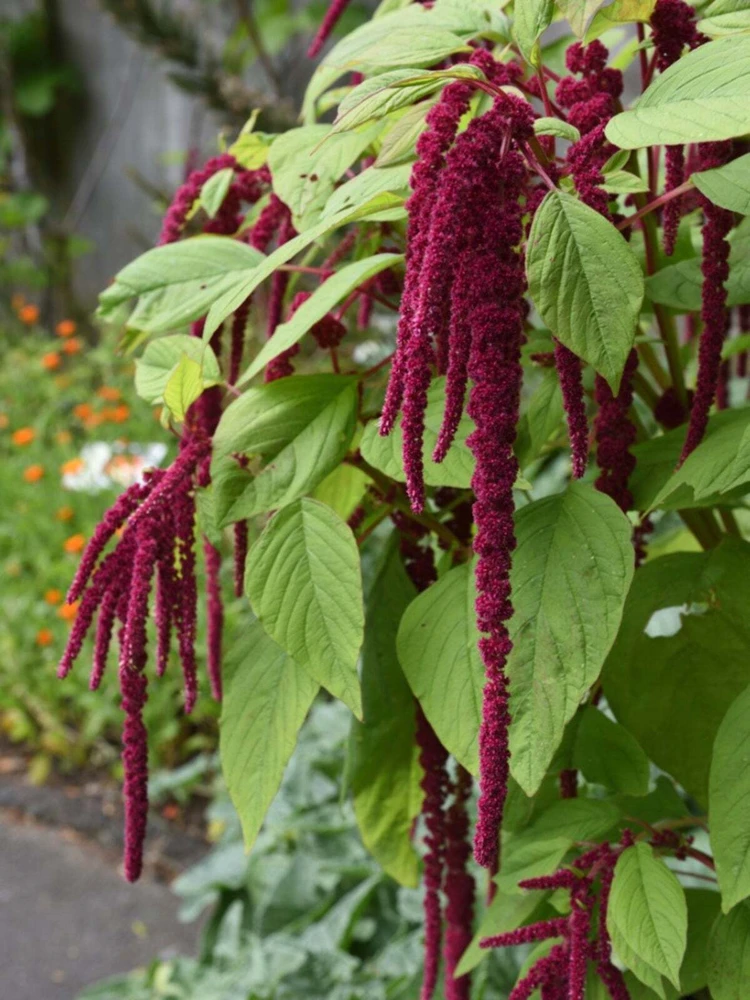 Amaranth Love Lies Bleeding Flower Seeds - Red Tassel Flower, Annual, Indoor/Outdoor - Image 1