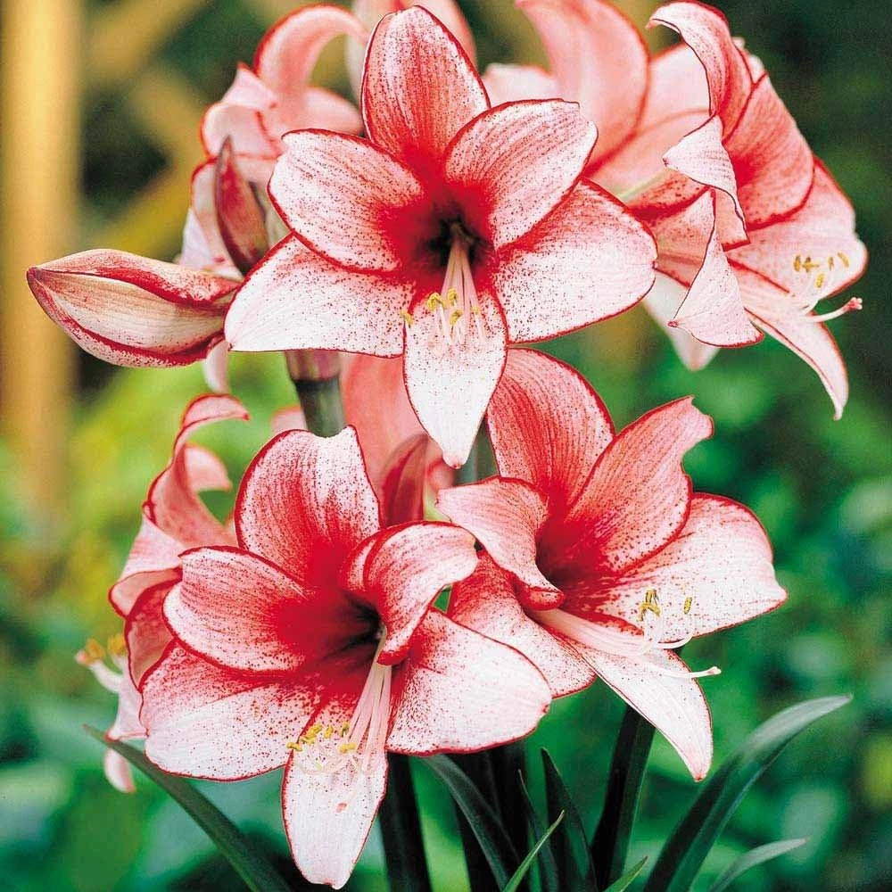 Amaryllis Charisma Bulb - Red & White Tropical Hippeastrum - 26/28cm Bulb - Image 1