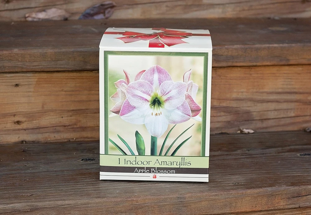 Amaryllis Holiday Gift Growing Kit - Big Apple Blossom Bulb, Pot, Soil - Image 1