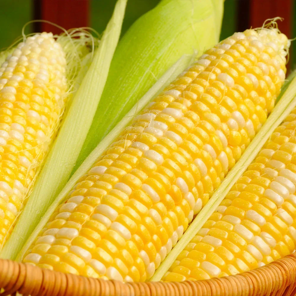 Ambrosia Sweet Corn Seeds - Bicolor F1 SE Hybrid Corn Seeds - Easy Grow Annual - Image 2