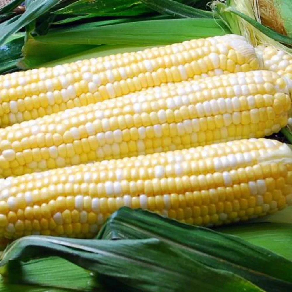 Ambrosia Sweet Corn Seeds - Bicolor F1 SE Hybrid Corn Seeds - Easy Grow Annual - Image 1
