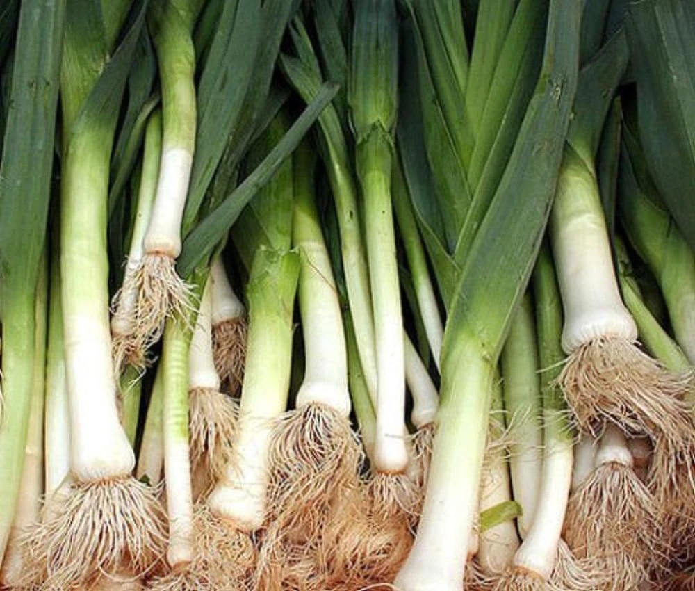 American Flag Leek Seeds - Broad London - Vegetable Seeds - Zones 3-12 - Image 2
