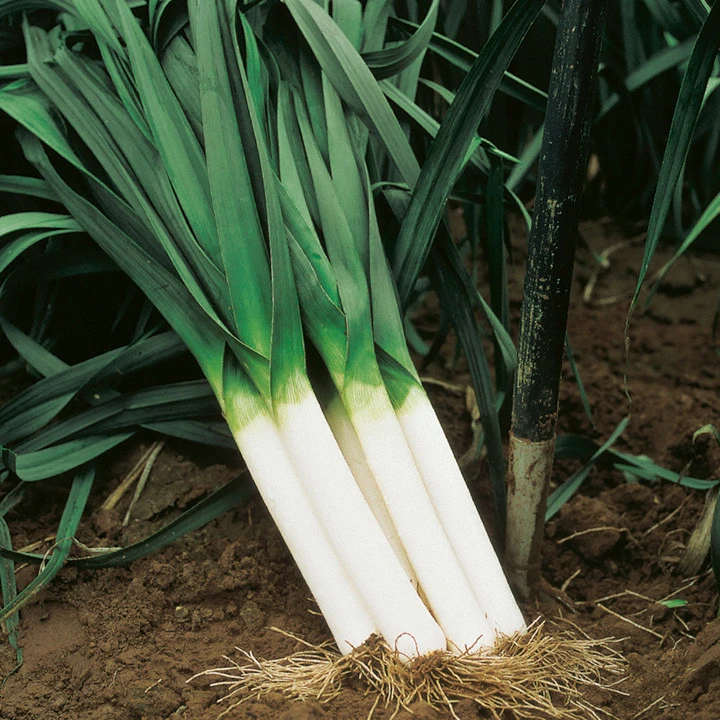 American Flag Leek Seeds - Broad London - Vegetable Seeds - Zones 3-12 - Image 1
