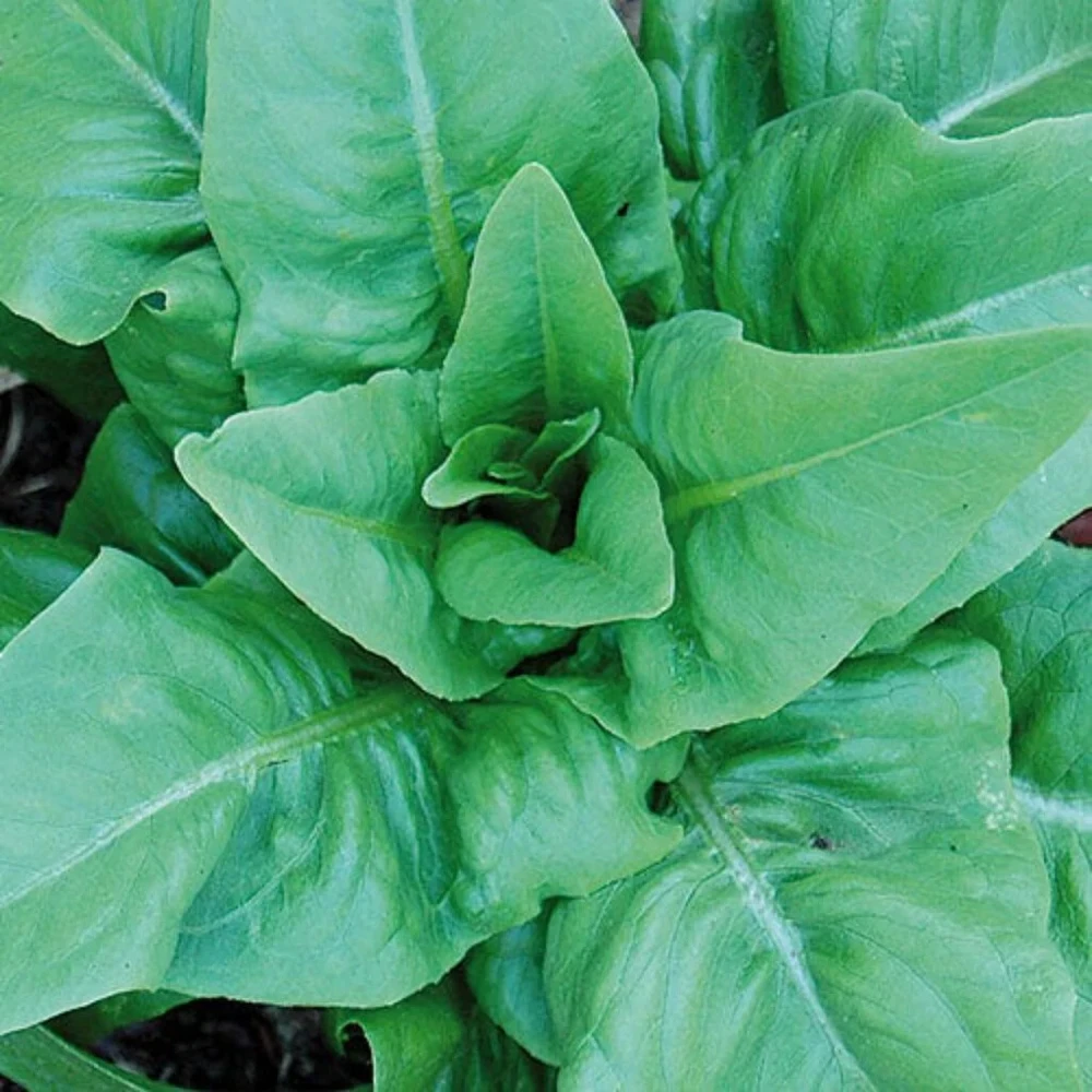 Amish Deer Tongue Leaf Lettuce Seeds - Heirloom, Green, for Gardens - Image 2