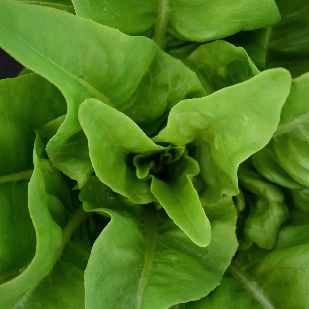 Amish Deer Tongue Leaf Lettuce Seeds - Heirloom, Green, for Gardens - Image 1
