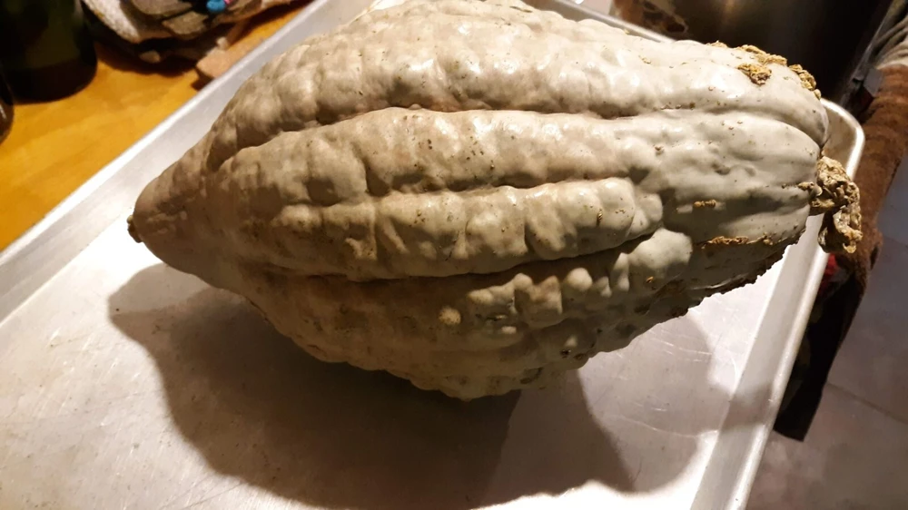 Amish Pie Winter Squash Seeds - Open-Pollinated, Easy to Grow, Annual - Image 2