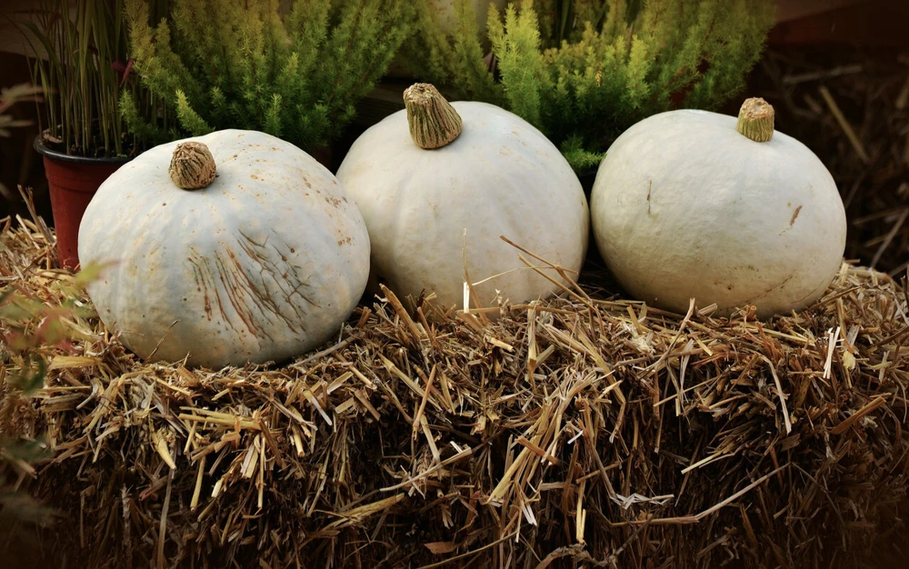 Amish Pie Winter Squash Seeds - Open-Pollinated, Easy to Grow, Annual - Image 1