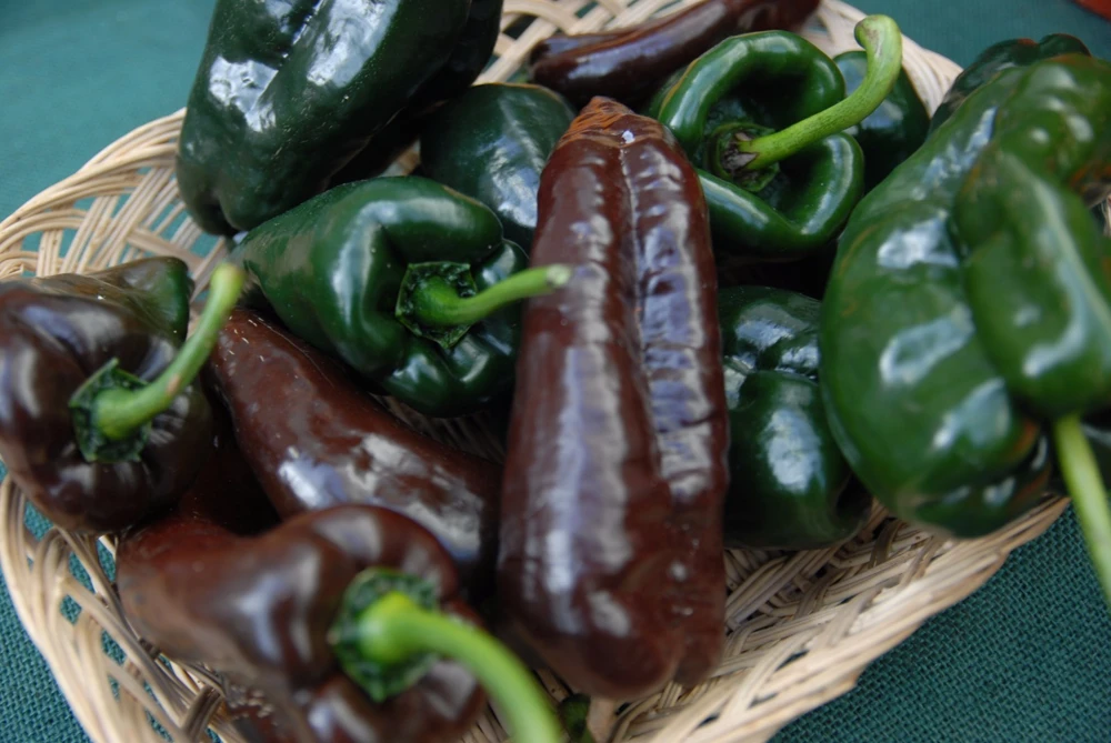 Ancho Poblano Chile Pepper Seeds - Mild Heat, Rich Flavor, Easy Grow - Image 1