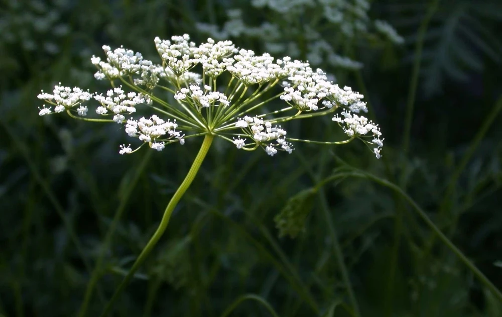 Anise Herb Seeds - Heirloom Licorice Herb Seeds - Grow Pimpinella anisum - Image 1