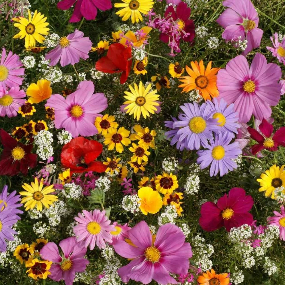 Annual Wildflower Seed Mix - 19 Full Sun Annual Flowers - Seeds - Image 1