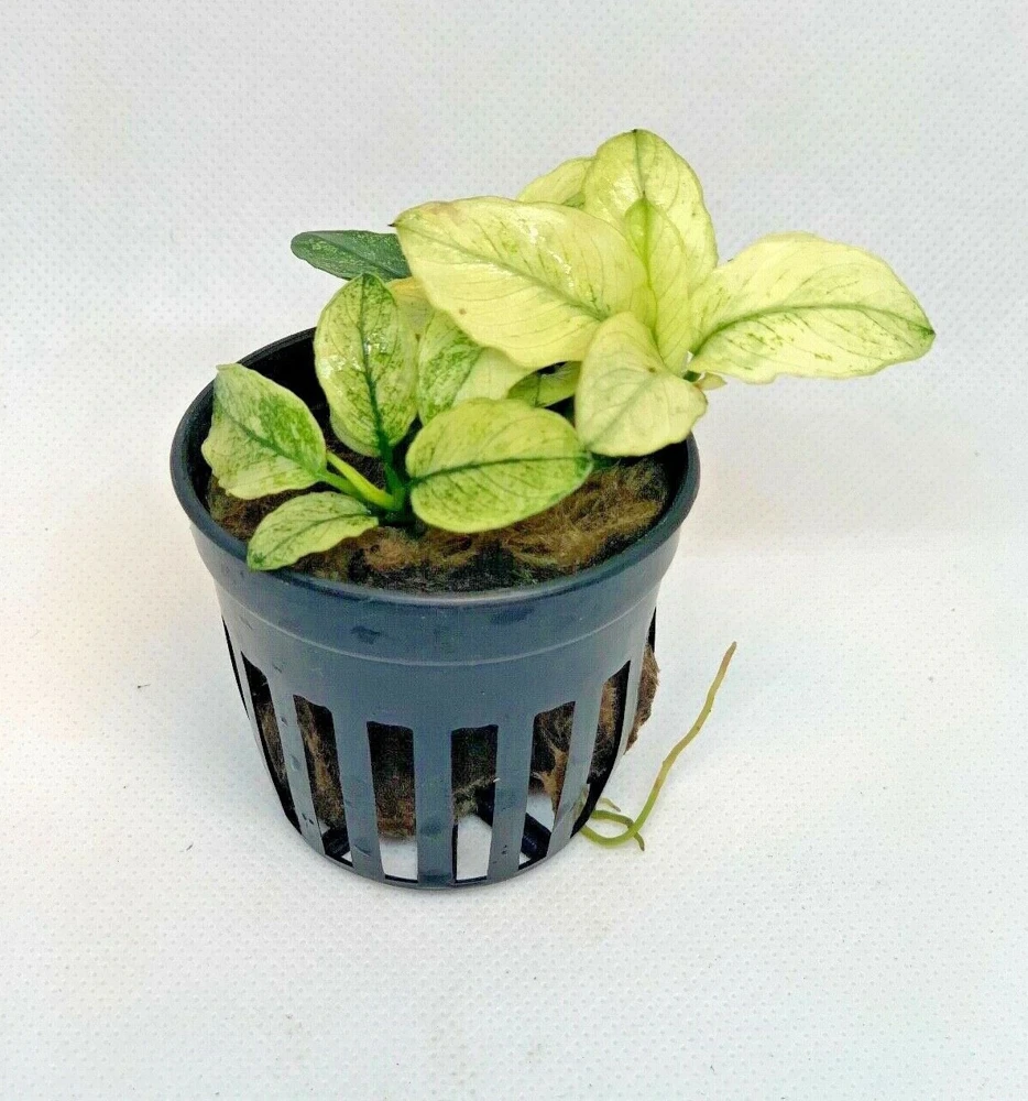 Anubias Nana Pinto White Variegated Live Aquarium Plant - Easy Care - Image 1