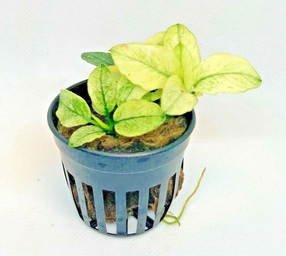Anubias Nana Pinto White Variegated Live Aquarium Plant - Easy Care - Image 1