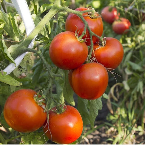 Arkansas Traveler Tomato Seeds - Heirloom, Heat Tolerant, Climbing, Pink - Image 1
